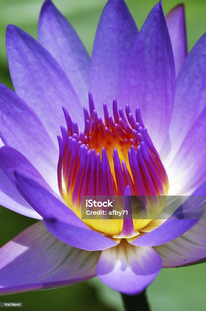 waterlily - Foto stock royalty-free di Arancione