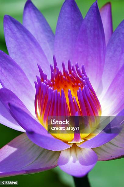 Waterlily - Fotografie stock e altre immagini di Arancione - Arancione, Blu, Botanica