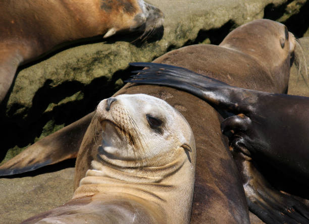 istock baby sea lion resting 916788528