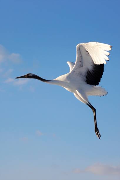 istock Kushiro Marsh's cranberry crane 916788606