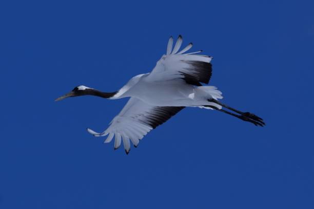 istock Kushiro Marsh's cranberry crane 916788646