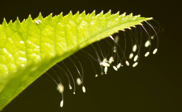 istock Eggs of an insect on a leaf of a tree 916788814