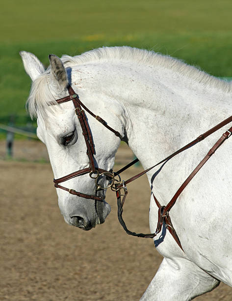 istock Profile of a white horse 91678900