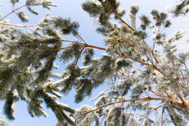 istock Snow on the Christmas tree in winter 916789574