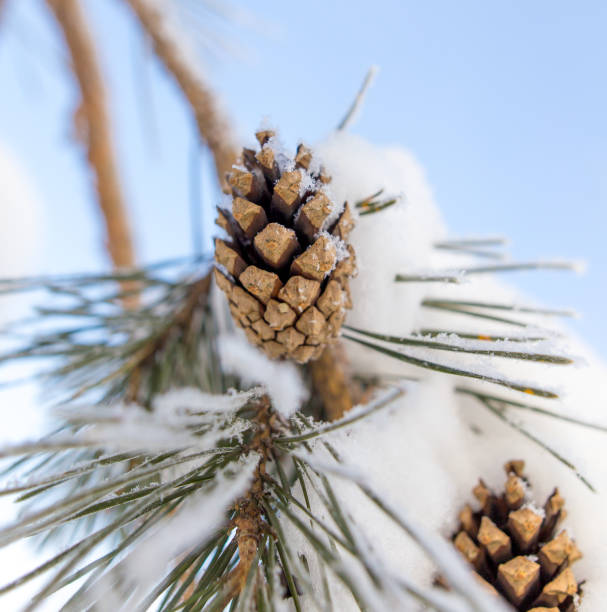 istock Snow on a Christmas tree with cones in winter 916789616