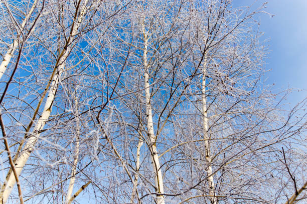 istock White birch branches in winter against a blue sky 916789770