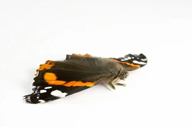 butterfly - Red Admiral or Red Admirable (Vanessa-atalanta), family Nymphalidae