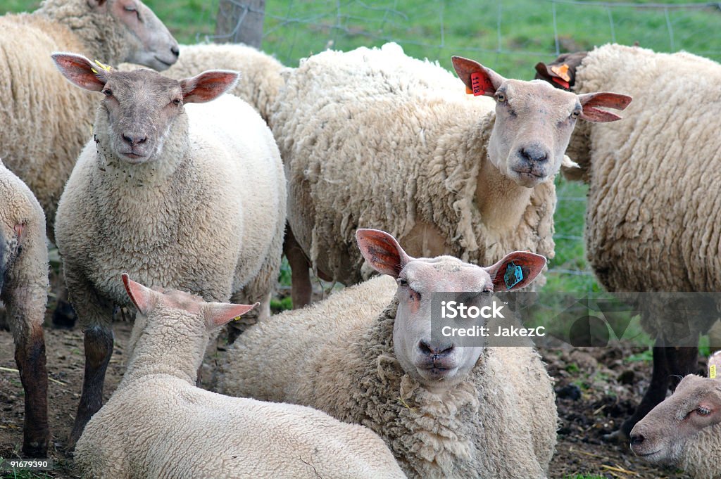 De mutton - Photo de Agneau - Animal libre de droits