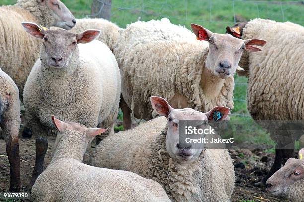 Photo libre de droit de De Mutton banque d'images et plus d'images libres de droit de Agneau - Animal - Agneau - Animal, Agneau - Viande, Agriculture