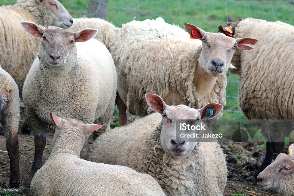 Carne de cordeiro - Foto de stock de Agricultura royalty-free