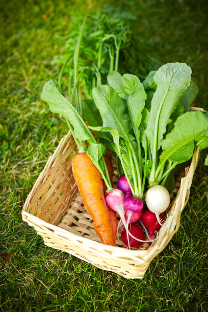 istock Carrot and turnip 916796000