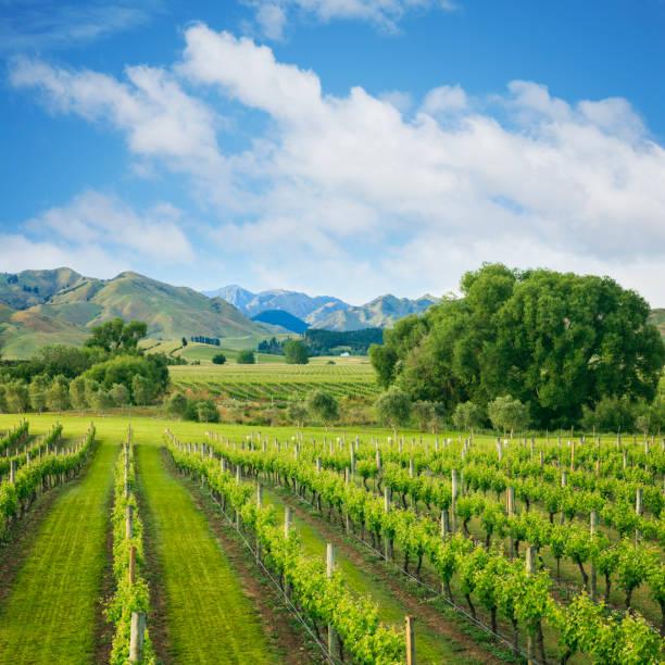 Marlborough Vineyard New Zealand Beautiful vineyard tucked up under the mountains, in New Zealand's Marlborough wine growing region.  "n"n"n marlborough new zealand stock pictures, royalty-free photos & images