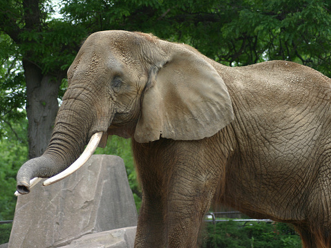 Stock photo showing close-up view of the head of an endangered Indian elephant close-up. Important as a beast of burden in India the elephant is also a sacred animals in the Hindu religion.