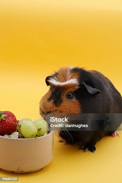 Foto de Porquinhodaíndia Com Tigela De Morango e mais fotos de stock de Porquinho-da-índia - Porquinho-da-índia, Uva, Comer