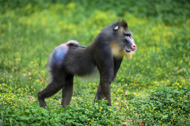 Mandrill Mandrills on all fours. mandrill stock pictures, royalty-free photos & images