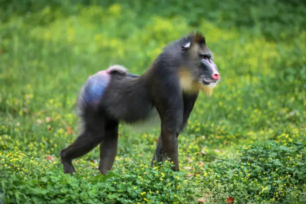 Mandrills on all fours.