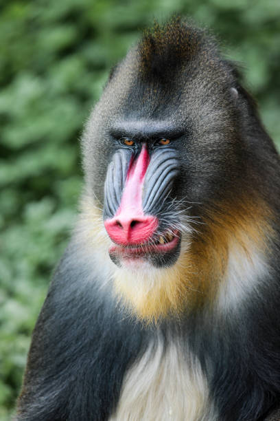 Mandrill Mandrills on all fours. angry monkey stock pictures, royalty-free photos & images