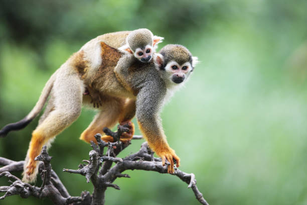Squirrel monkeys Lack-capped squirrel monkey sitting on tree branch with its cute little baby with forest in background. saimiri sciureus stock pictures, royalty-free photos & images