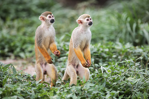 Small monkeys in rainforest