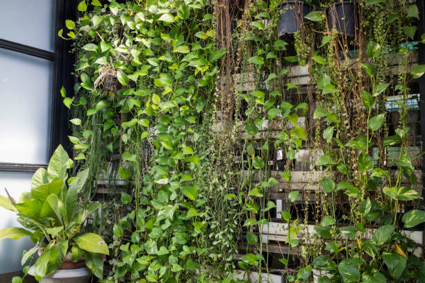 istock Green wall of eco friendly vertical garden 916803076