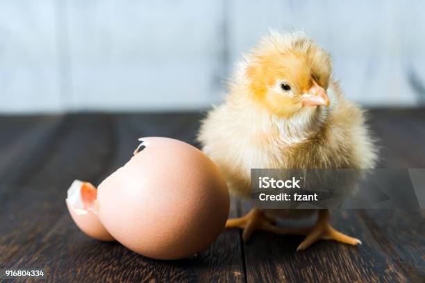 Neugeborenes Küken Stockfoto und mehr Bilder von Eizelle - Eizelle, Tierisches Ei, Ei