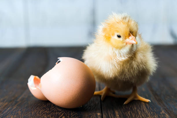 신생아 chick - eggs animal egg celebration feather 뉴스 사진 이미지