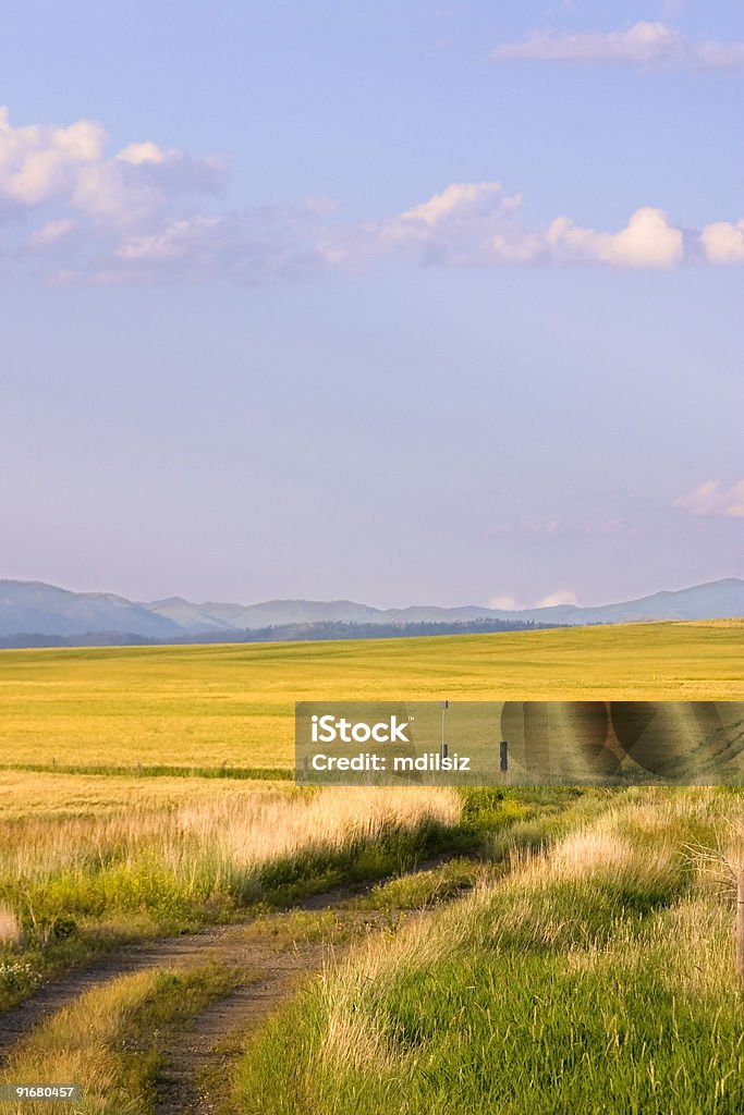 Ścieżka prowadząca do pola Stan Montana - Zbiór zdjęć royalty-free (Stan Montana)