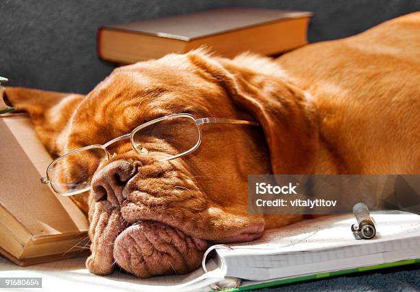 犬の様子を行う宿題 - 犬のストックフォトや画像を多数ご用意 - 犬, 疲れている, めがね