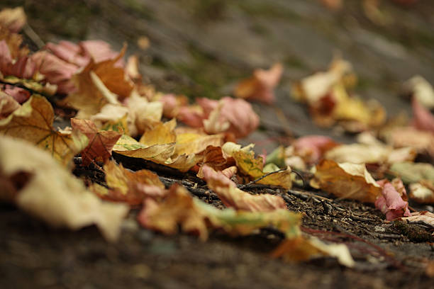 Autumn / Fall leaves on the ground stock photo