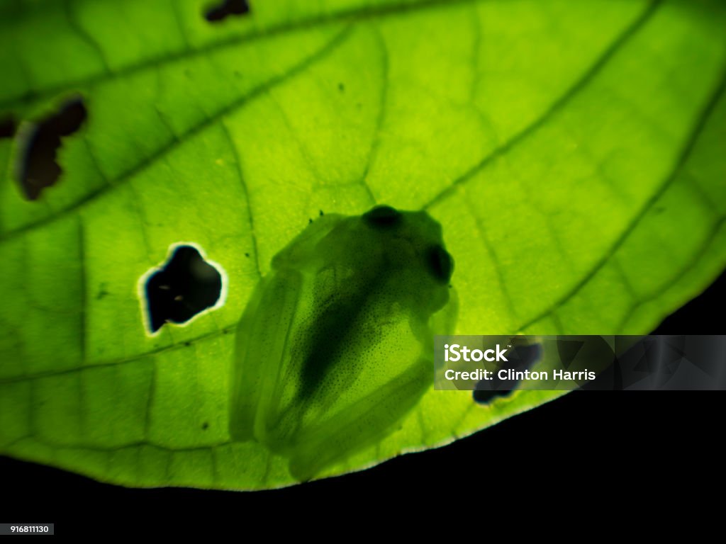 Fleischmann's glass frog (Hyalinobatrachium fleischmanni) backlit on leaf, La Fortuna, Costa Rica Frog Stock Photo