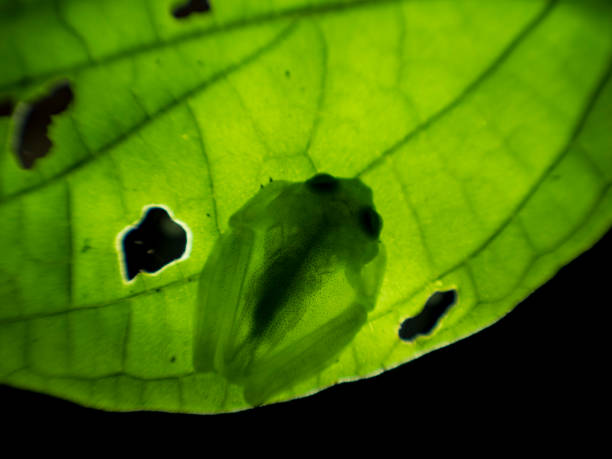 Fleischmann's glass frog (Hyalinobatrachium fleischmanni) backlit on leaf, La Fortuna, Costa Rica Fleischmann's glass frog (Hyalinobatrachium fleischmanni) backlit on leaf, La Fortuna, Costa Rica glass frog stock pictures, royalty-free photos & images