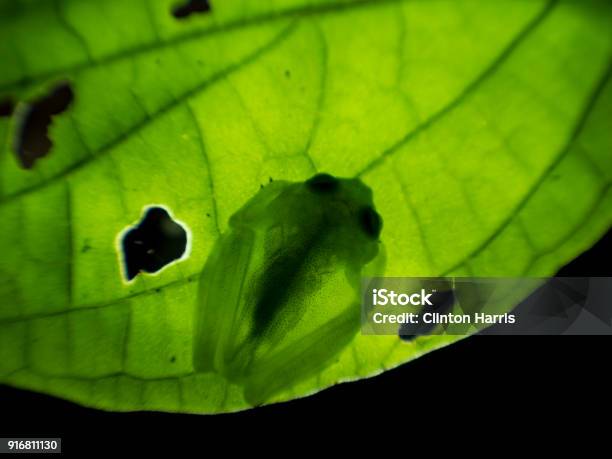 Fleischmanns Glass Frog Backlit On Leaf La Fortuna Costa Rica Stock Photo - Download Image Now