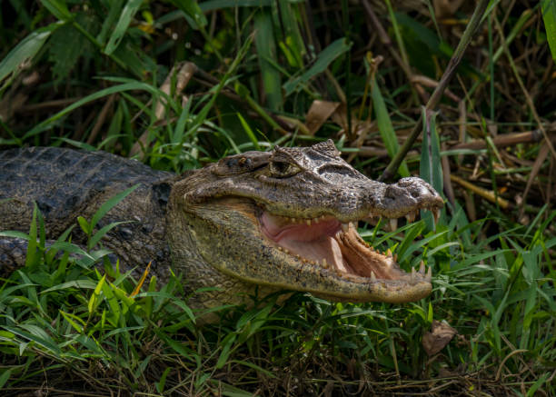 안경 카이만 (카이만 crocodilus), 카노 흑인, 코스타리카 - spectacled 뉴스 사진 이미지