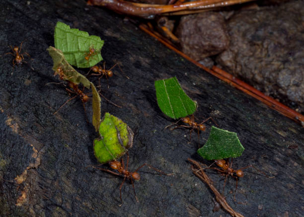 istock Leafcutter ants (Atta cephalotes), La Fortuna, Costa Rica 916811938