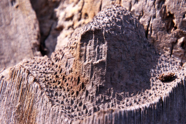 Close up of Tree Bark looks like Castle or the Palace