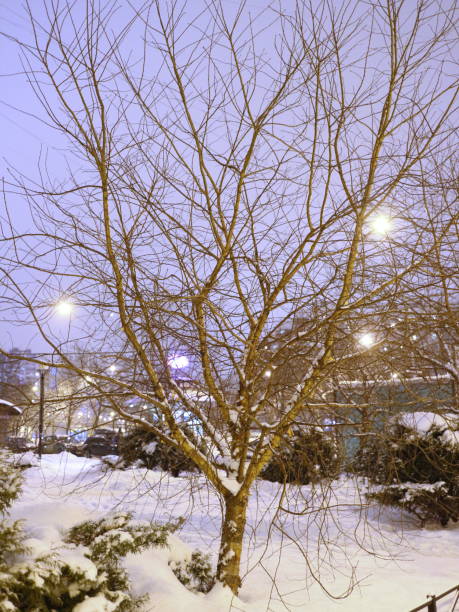 istock small trees in the snow near the house 916812270
