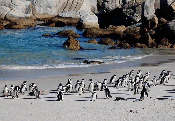 istock african penguins on the beach 91681264
