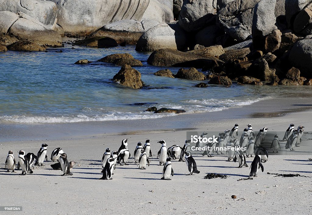 african penguins on the beach  Abundance Stock Photo