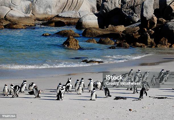 African Penguins On The Beach Stock Photo - Download Image Now - Abundance, Africa, Animal