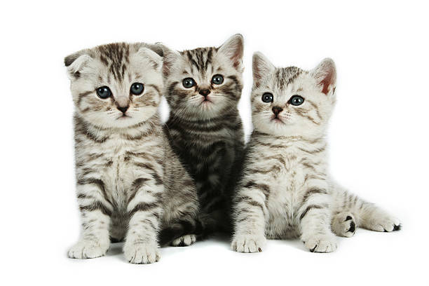 istock kittens family on white backround 91681312