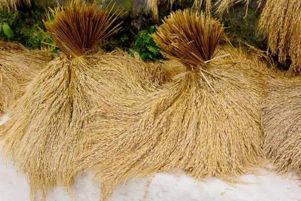 Photo of Indonesia. The rice sheaves. Harvest.