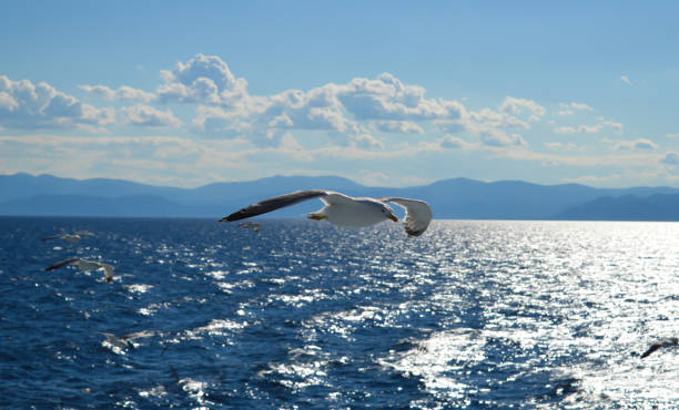 istock White seagull flying over Saronic Gulf in Greece 916814922