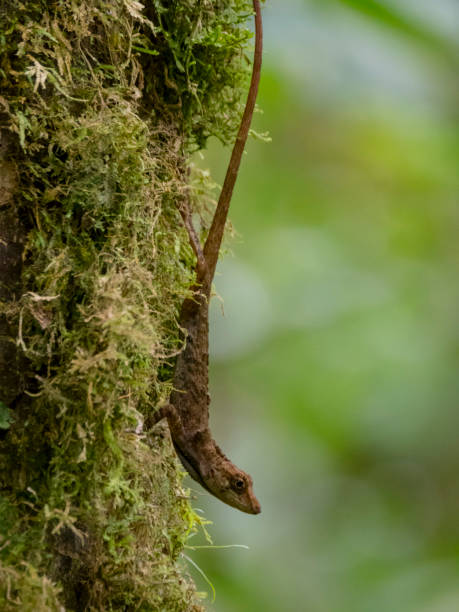 istock Anole (Anolis sp.), Monteverde, Costa Rica 916815132