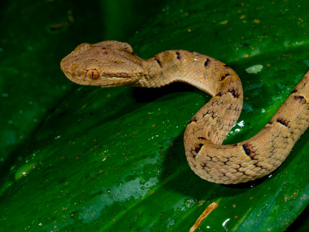 istock Side striped palm viper (Bothriechis lateralis) juvenile, Monteverde, Costa Rica 916815196