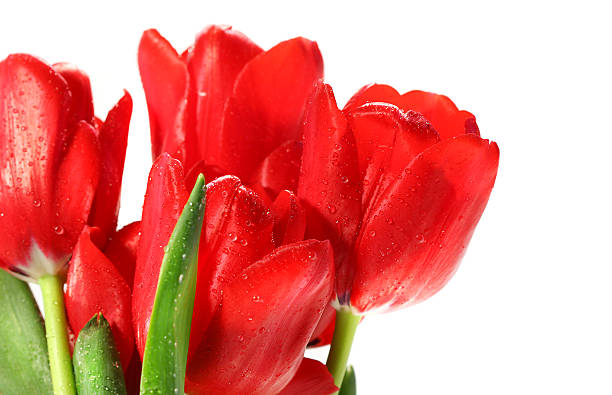 Red tulips against white stock photo