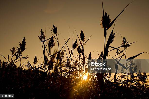 Reedfields Silouette Su Alba Dorata Tramonto - Fotografie stock e altre immagini di Ambientazione esterna - Ambientazione esterna, Aspirazione, Aurora