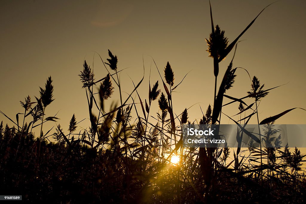 Silouette Reedfields em Aurora Dourada pôr do sol - Royalty-free Ajardinado Foto de stock