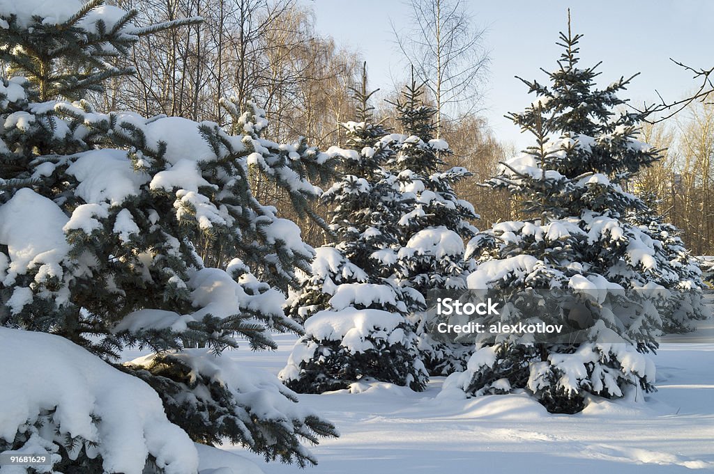 Blue Fir Trees  Beauty In Nature Stock Photo