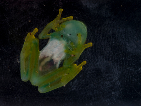 Emerald glass frog (Espadarana prosoblepon), Drake Bay, Costa Rica