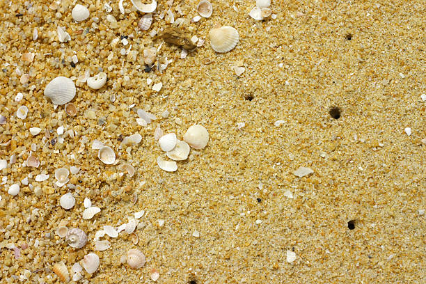 Sand at the beach with shells stock photo